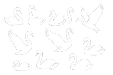 Elegant swan icon set showcasing various poses and movements in minimalist design for creative projects © Andrei