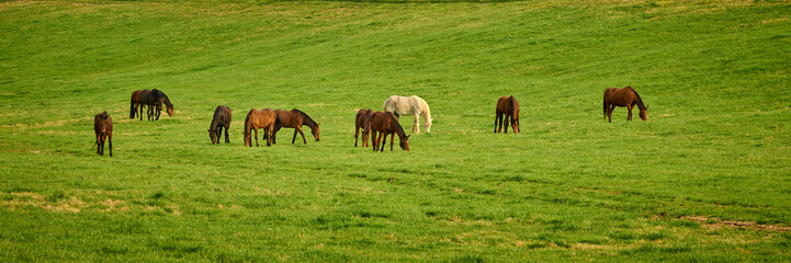 Group of thoroughbred horses grazing in a field.