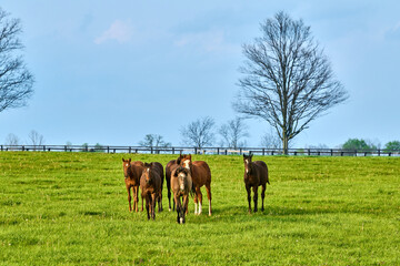 Fototapeta premium Group of horses walking toward camera in a field.