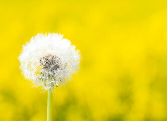 dandelion on a yellow background
