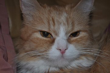 Close-up of fluffy ginger and white cat with piercing eyes relaxing indoors