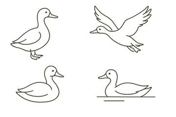 Icon set depicting various poses of ducks in simple line art style showcasing nature and wildlife themes