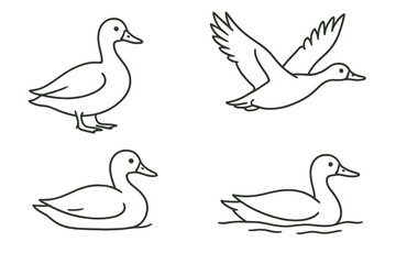 Various duck illustrations featuring different positions and activities