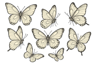 Collection of detailed illustrations featuring various butterfly species with distinct wing patterns