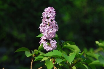Vibrant lilac blossoms in lush green foliage captured on a sunny day