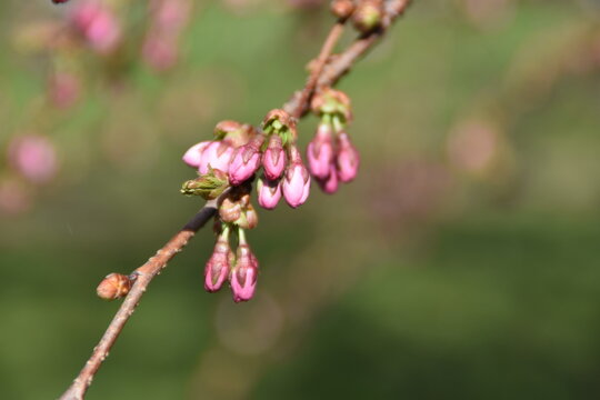 These are the buds of a cherry tree outdoors in bright and sunny spring day.