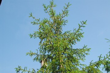 Tall evergreen tree under clear blue sky with lush green foliage