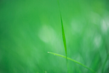 Green natural background of a blade of grass with a drop of water in focus and blurred grass.