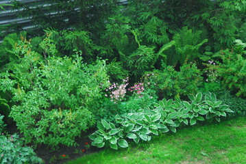 Lush garden with green foliage and diverse plants