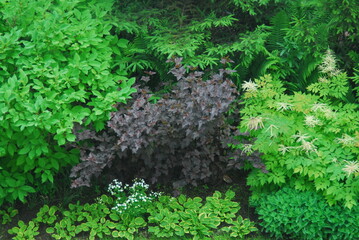 Lush garden foliage with diverse greenery and colorful contrasts