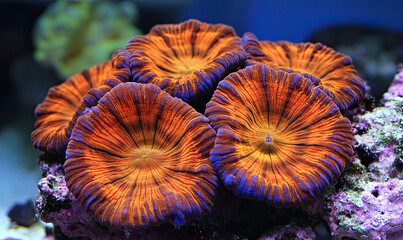 Vibrant Coral Polyps in an Underwater Setting with Stunning Blue and Orange Patterns