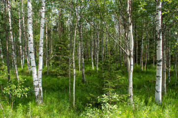 Obraz premium Birches in the taiga forest, Finland