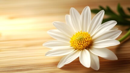 Obraz premium Delicate White Daisy on Wooden Surface on wooden background
