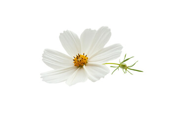 Obraz premium White flower with green leaves on transparent background