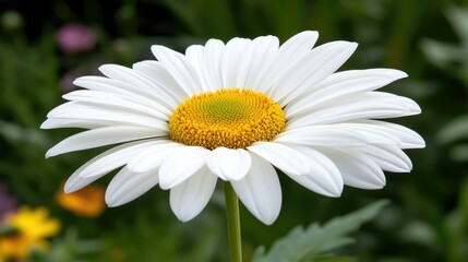 Fototapeta premium Close-up view of a white daisy showcasing intricate details against a vibrant floral background in macro photography