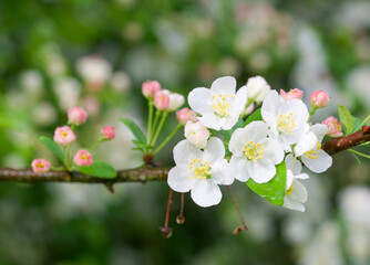 Beautiful close-up of malus sargentii
