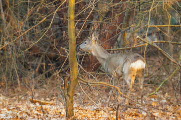 roe-deer in the forest