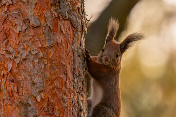 squirrel on a tree