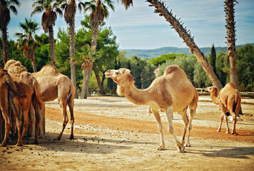 Camels at Safari Zoo in France