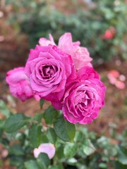 pink roses in garden