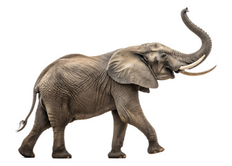 Obraz premium African elephant side profile on white background