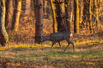 Fototapete bei efototapeten.de bestellen   