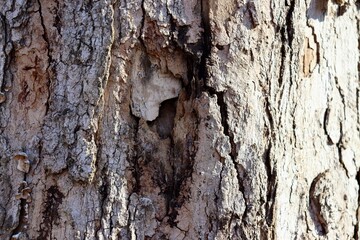 A close view of the old tree bark surface.