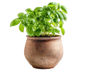 Naklejka premium Fresh green basil plant in rustic terracotta pot on herb food leaves on transparent background black