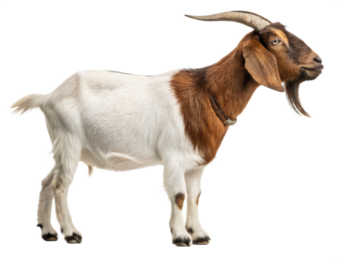 Boer goat side profile on white background
