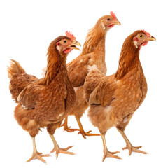 Fototapeta premium Four brown chickens isolated on transparent background 