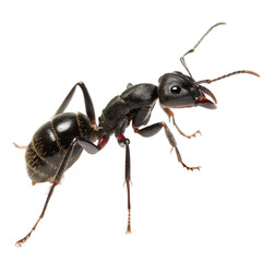 Black Ant CloseUp isolated on transparent background  
