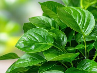 Obraz premium Houseplants absorbing nutrients through a hydroponic wick system, closeup details, innovative gardening