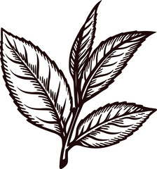 Obraz premium Detailed of tea leaves with intricate veins and stems.