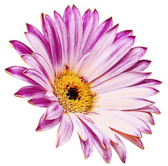 Purple  chrysanthemum flower  on  isolated background with clipping path. Closeup.  Nature. Transparent background.	