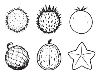 Unique Chayote Fruit Vector Drawing for Modern Designs 