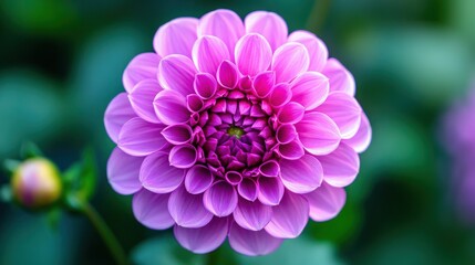 Close-up of Beautiful Purple Dahlia Flower with Bud on Green Background