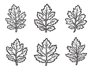 Alder leaf line art elegant design for creative projects now