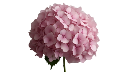 Round Pink Hydrangea Flower Cluster with Soft Petals, Isolated on Transparent Background