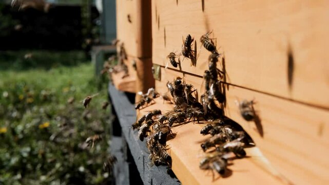 Swarm of honey bees Apis mellifera carrying pollen and flying to the landing board of hive in an apiary.