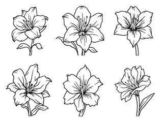 Amaryllis line art elegant floral design for creative digital use 