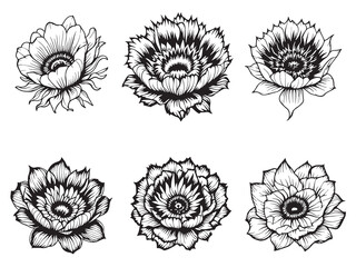 Anemone line art elegant illustration for wall decor and prints 