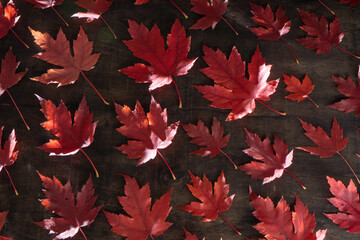 Red maple leaves on black autumn background. Pattern top view. Dark mood