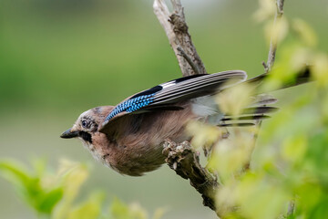 Eurasian jay (Garrulus glandarius) takeoff from a branch at Valle Canal Novo nature reserve, Marano...