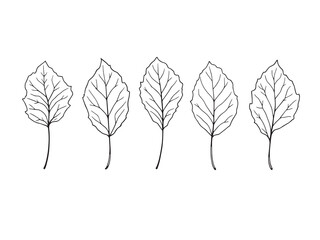 Apricot leaf line art elegant design for creative digital projects 