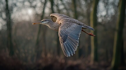 Grey Heron in flight