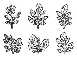 Arugula line art elegant vector drawing for modern design 