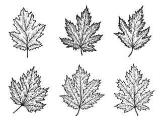Ash leaf line art perfect for modern botanical wall decor 