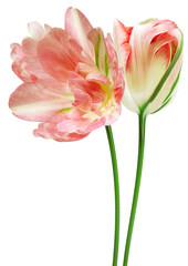 Tulips  flowers on  isolated background with clipping path. Flowers on a stem. Close-up. Nature. Transparent background.	