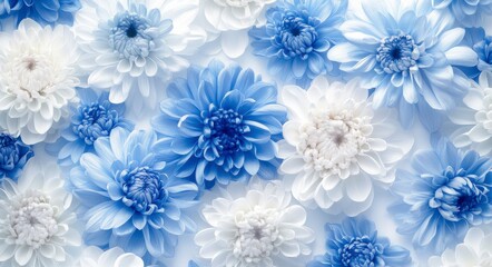 Close Up of Blue and White Chrysanthemum Flowers