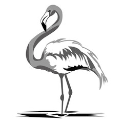 Flamingo Bird Vector Art Design